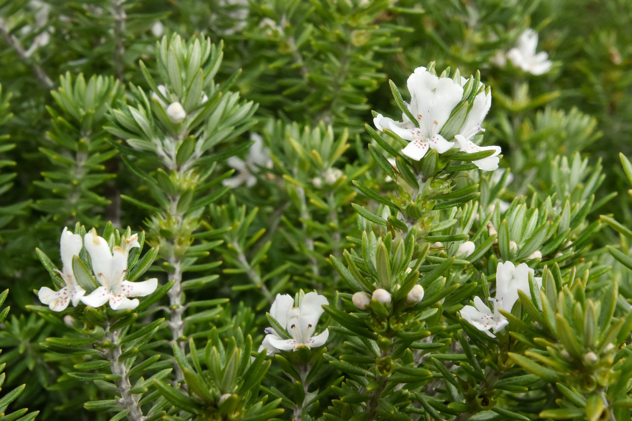 Westringia Fruticosa - Câlin